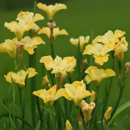 Ірис сибірський Санфішер / Iris sibirica Sunfisher