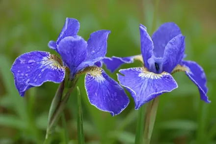 Ірис сибірський Сілвер Едж / Iris sibirica Silver Edge