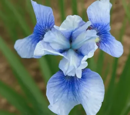 Ірис сибірський Скай Міррор / Iris sibirica Sky Mirror