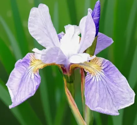 Ірис сибірський Скай Вінгс / Iris sibirica Sky Wings