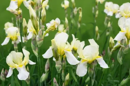 Ірис сибірський Сноу Квін / Iris sibirica Snow Queen