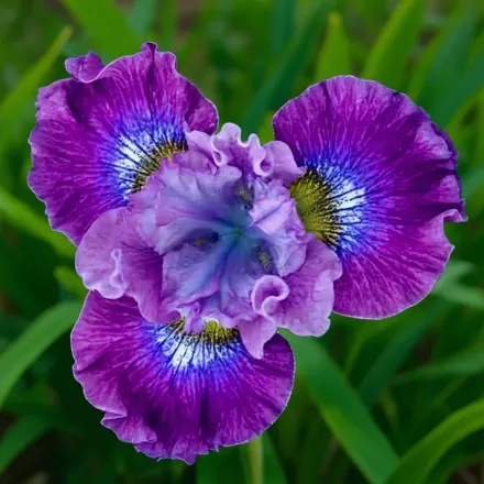 Ірис сибірський Строуберрі Фер / Iris sibirica Strawberry Fair