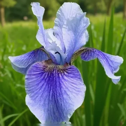 Ірис сибірський Супер Его / Iris sibirica Super Ego