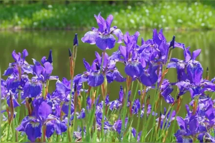 Ірис сибірський Цезарс Бразер / Iris sibirica Caesar’s Brother