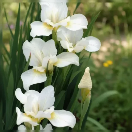 Ірис сибірський Вайт Свірл / Iris sibirica White Swirl