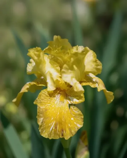 Ірис Тайгер Хані / Iris Tiger Honey