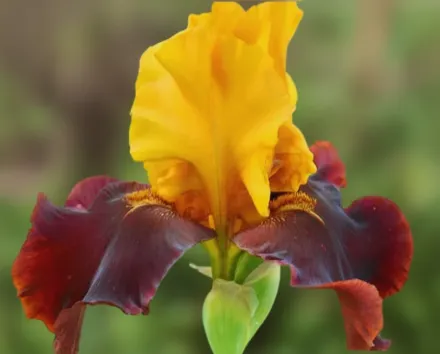 Ірис Тако Супрім / Iris Taco Supreme