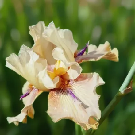 Ірис Торнберд / Iris Thornbird