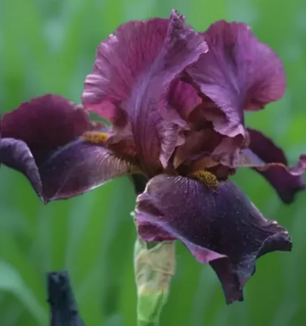 Ірис Вайнсеп / Iris Winesap