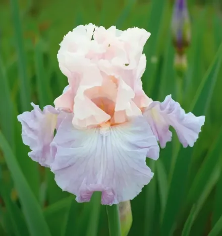 Ірис Веніта Фей / Iris Venita Faye