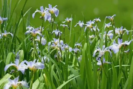 Ірис Вуданіт / Iris versicolor Whodunit