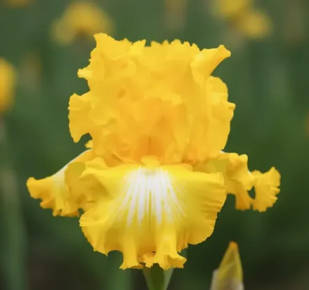 Ірис Зетс Олл Фолкс / Iris That’s All Folks