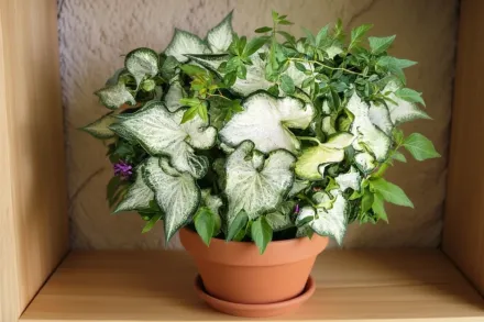 Каладіум Аарон / Caladium Aaron