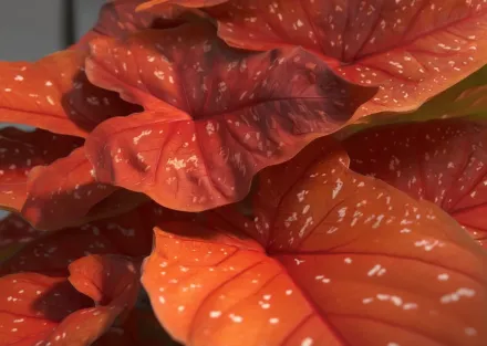 Каладіум Бернінг Харт / Caladium Burning Heart