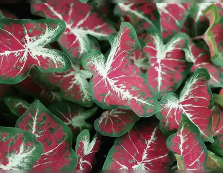 Каладіум Дон ту Даск / Caladium Heart to Heart Dawn to Dusk