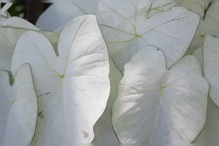 Каладіум Джун Брайд / Caladium June Bride