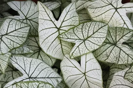 Каладіум Кандідум / Caladium Candidum