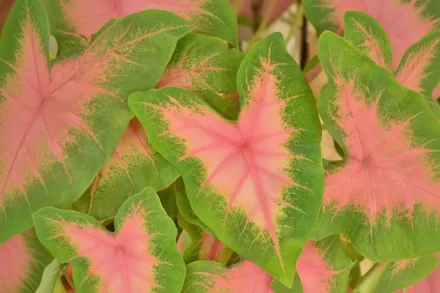 Каладіум Кетлін / Caladium Kathleen