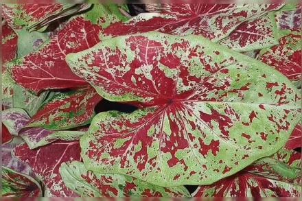 Raspberry Moon Caladium Heart to Heart / Каладіум Распберрі Мун