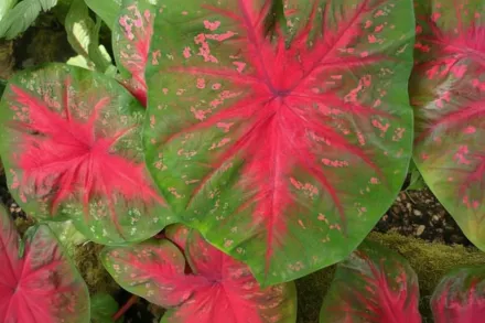 Red Flash Caladium / Каладіум Ред Флеш