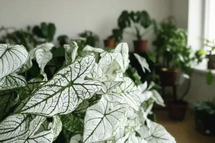 Каладіум Вайт Крістмас / Caladium White Christmas