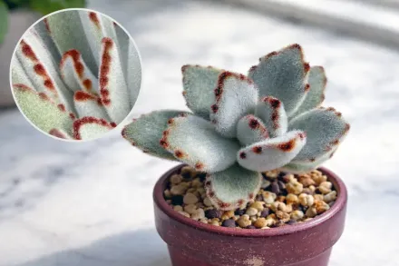Каланхое повстисте / Kalanchoe tomentosa