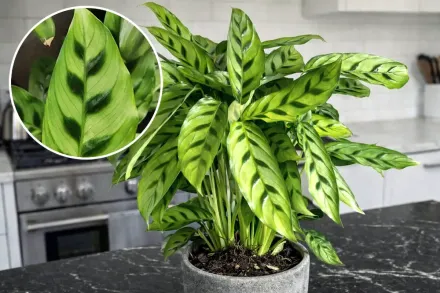 Калатея Леопардина / Calathea leopardina