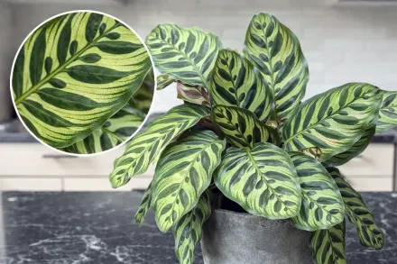 Калатея Макоя / Calathea makoyana
