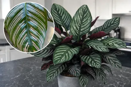 Калатея орната / Calathea ornata