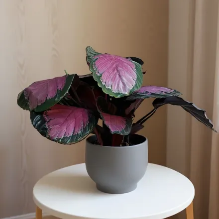 Калатея розеопікта Крімсон / Calathea roseopicta Crimson