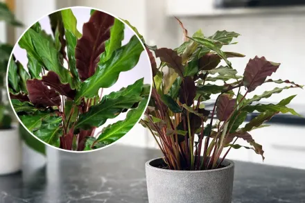 Калатея руфібарба / Calathea rufibarba