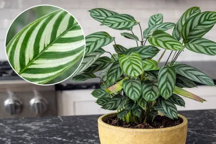 Калатея віттата / Calathea vittata