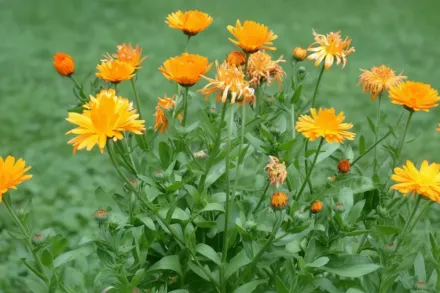 Календула лікарська