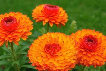 Календула Неон