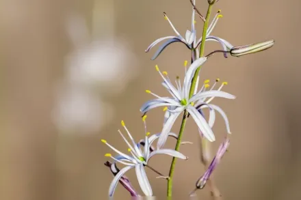 Каліфорнійський мильний корінь / Chlorogalum pomeridianum