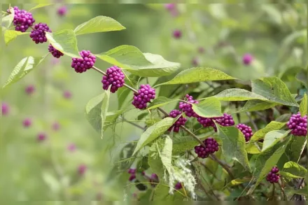 Callicarpa americana / Каллікарпа американська