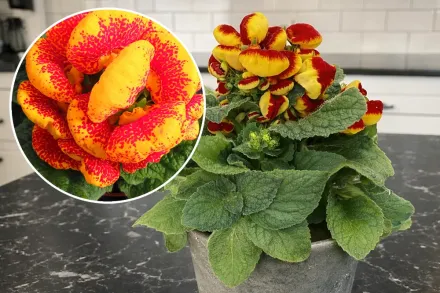 Кальцеолярія гібридна / Calceolaria Herbeohybrida Group