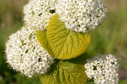 Калина гордовина Ауреум / Viburnum lantana Aureum
