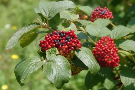 Калина гордовина / Viburnum lantana