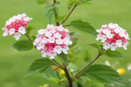Aurora Viburnum carlesii / Калина Карльса Аврора