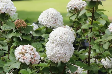 Калина Карльса / Viburnum × carlcephalum