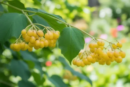 Калина Ксантокарпум / Viburnum opulus Xanthocarpum