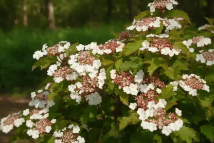 Калина Саржента Онондага / Viburnum sargentii Onondaga