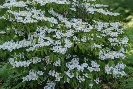 Калина складчаста Марієсі / Viburnum plicatum Mariesii