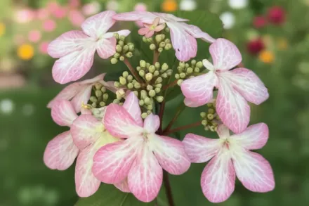 Моллі Шредер Калина складчаста / Viburnum plicatum Molly Schroeder