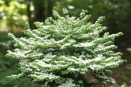 Калина складчаста Саммер Сноуфлейк / Viburnum plicatum Summer Snowflake