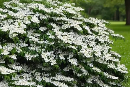 Калина складчаста Шаста / Viburnum plicatum Shasta