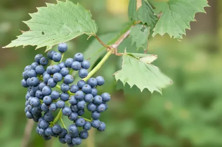 Блу Маффін Калина зубчаста / Viburnum dentatum Blue Muffin