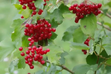 Калина звичайна / Viburnum opulus