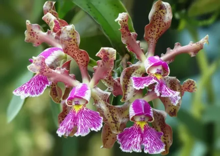 Катлея Шиллера / Cattleya schilleriana
